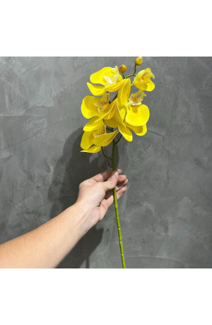 Haste de Orquídea Amarela