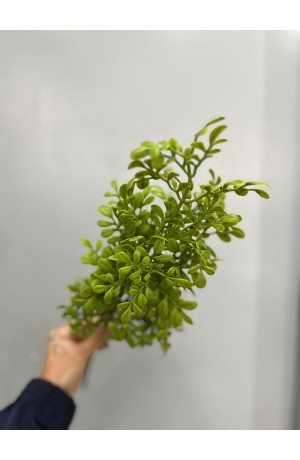 Haste de Arruda - 56cm (Artificial)