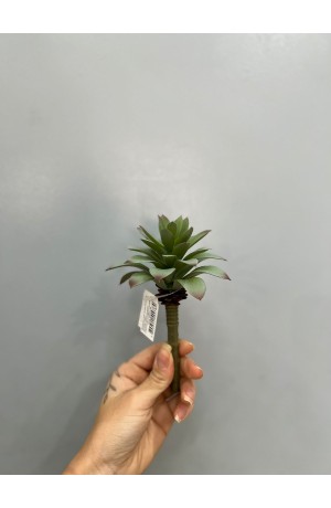 Haste de Suculenta Agave - 17cm