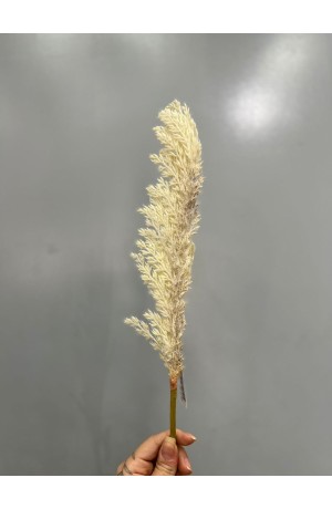 Haste de Capim dos Pampas 70cm - Creme (Artificial)