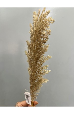 Haste de Capim dos Pampas 70cm - Creme Escuro