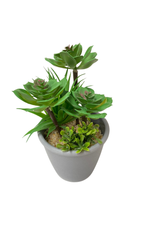 Vaso Cinza Bonsai Grande Mod. 1